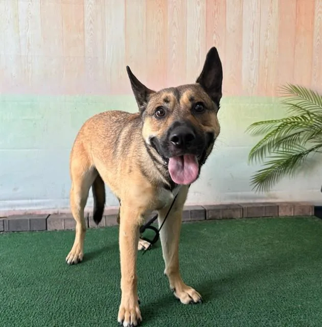 A young medium-sized male German Shepherd Dog dog named Buddy for adoption in Baldwin Park, CA