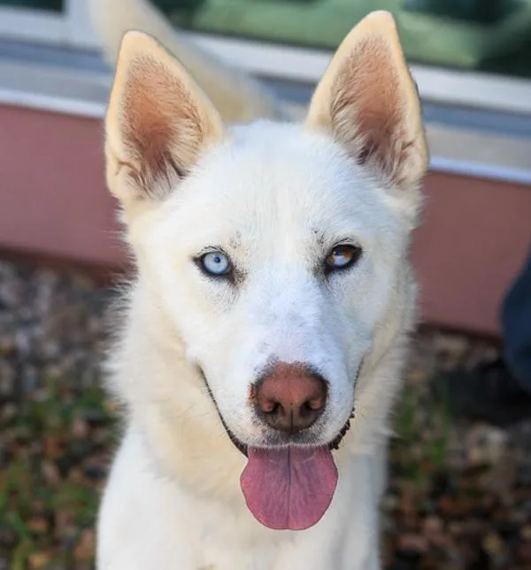 Stella