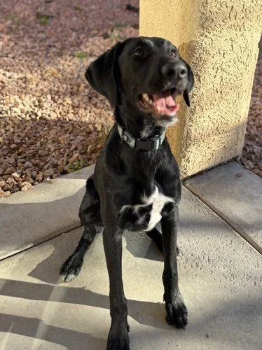 A baby large-sized male Black Labrador Retriever dog named Jasper for adoption in Henderson, NV