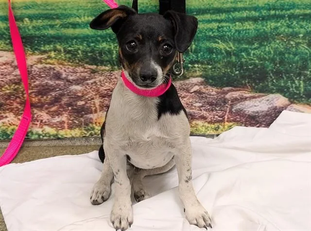 A baby small-sized male Rat Terrier dog named Joey for adoption in Moreno Valley, CA