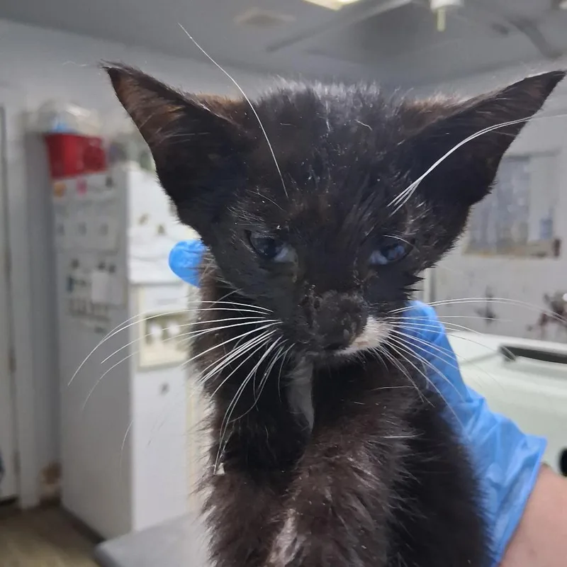 A baby small-sized male Black Domestic Short Hair cat named Kincaid for adoption in Summerville, SC