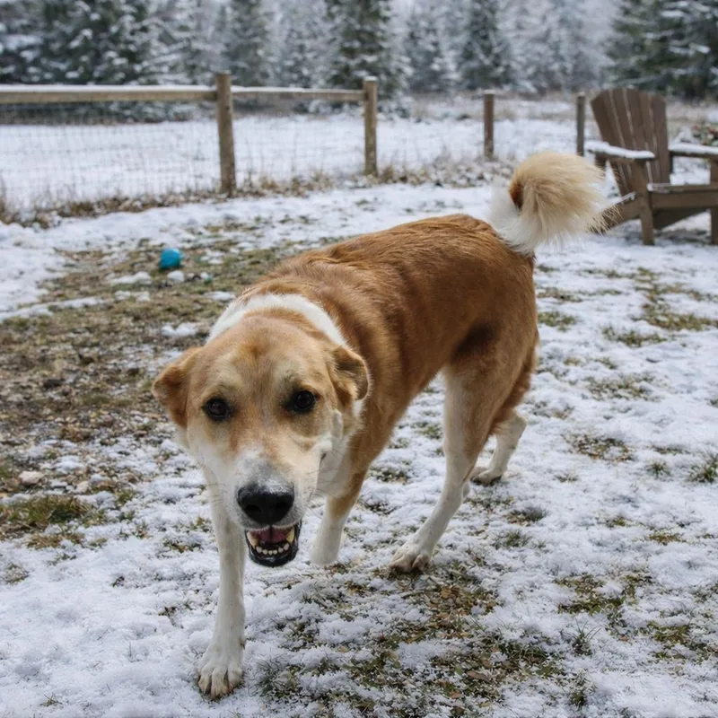 An adult large-sized female Yellow / Tan / Blond / Fawn Great Pyrenees dog named Lucy for adoption in Plain City, OH