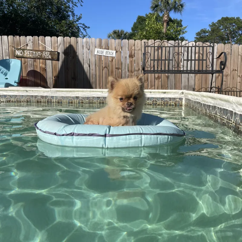 Chewie