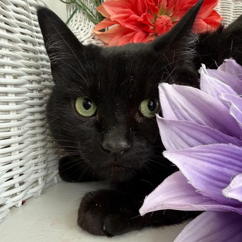 A senior large-sized male Black Domestic Short Hair cat named East Wind for adoption in Eaton Rapids, MI
