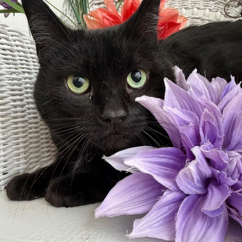 East Wind thumbnail 2