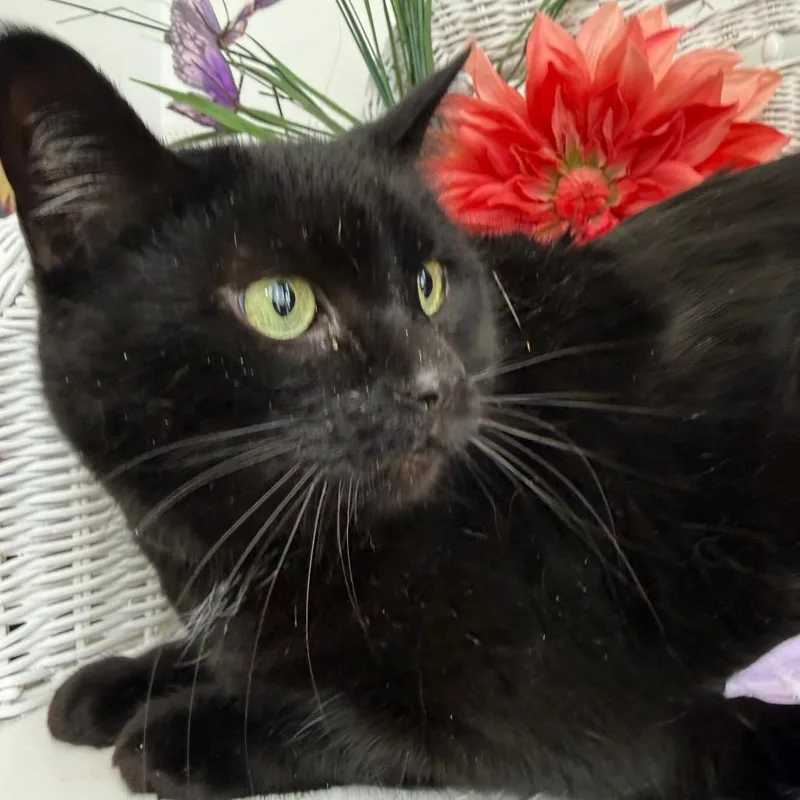 East Wind thumbnail 3