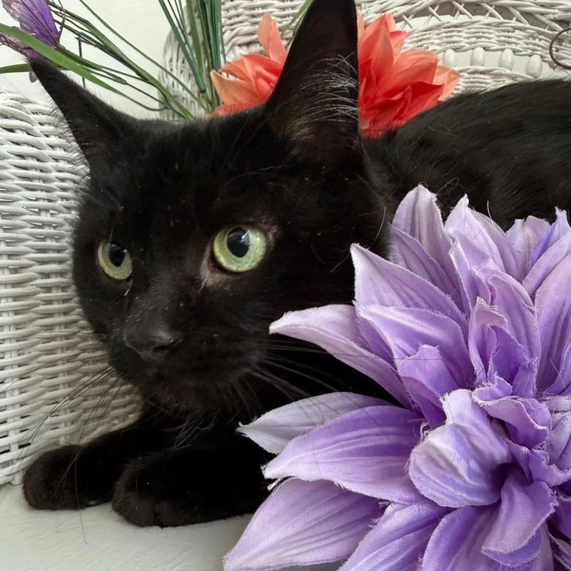 East Wind thumbnail 4