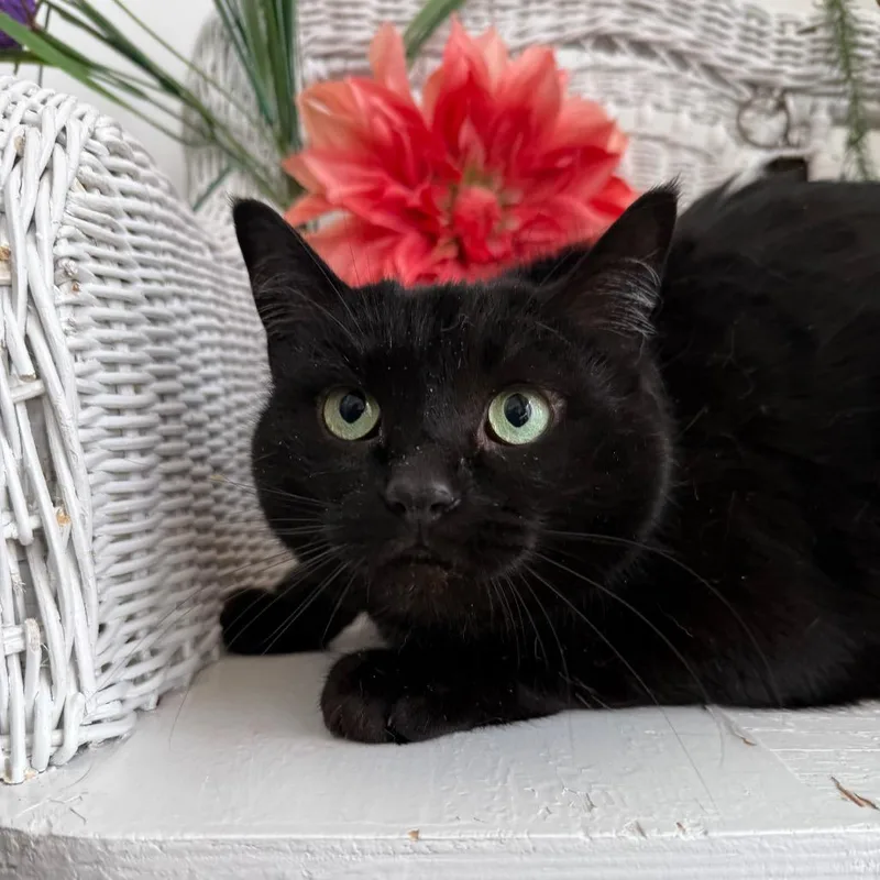 East Wind thumbnail 5