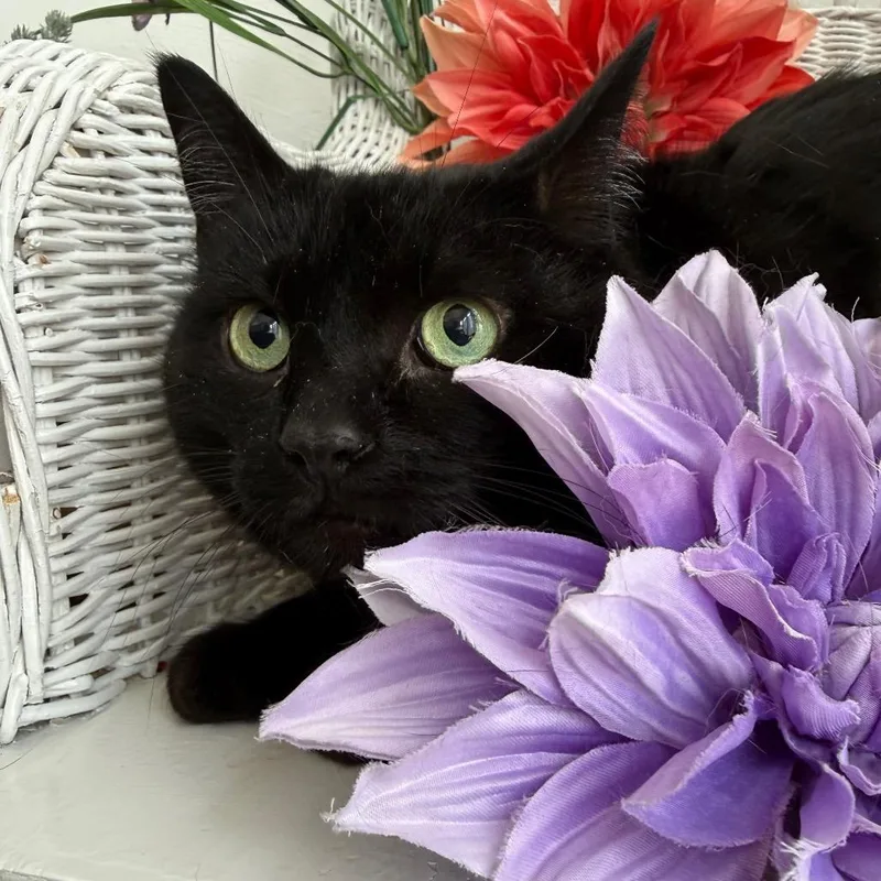 East Wind thumbnail 6