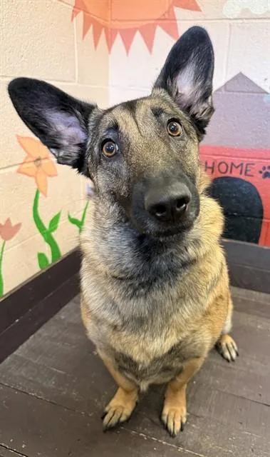A young medium-sized female Cardigan Welsh Corgi dog named Madgey for adoption in Castaic, CA