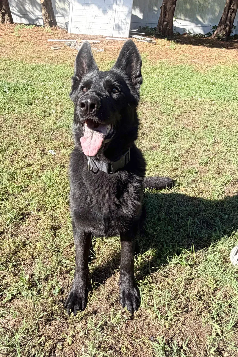 An adult medium-sized female German Shepherd Dog dog named Hera for adoption in Centreville, VA
