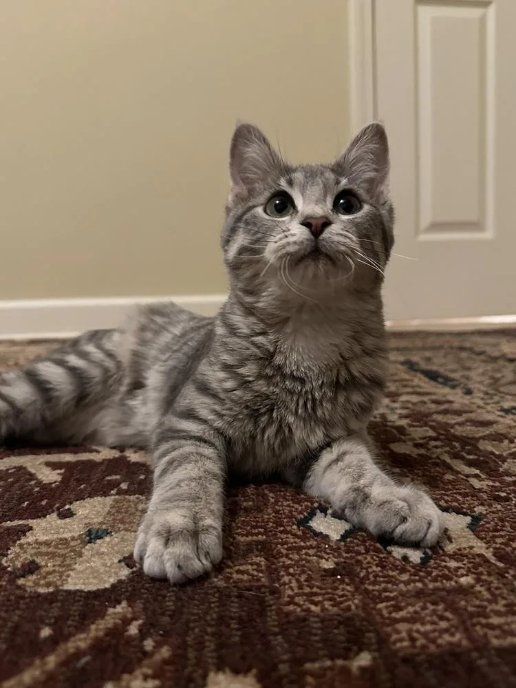 A baby small-sized male Domestic Short Hair cat named Dewey for adoption in Wheaton, IL