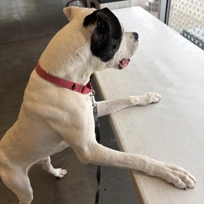 An adult large-sized male White / Cream Mixed Breed dog named Cavalier for adoption in Pittsburgh, PA