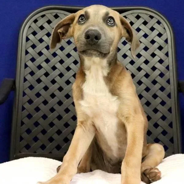 A baby small-sized male Dachshund dog named Limestone for adoption in Midland, TX
