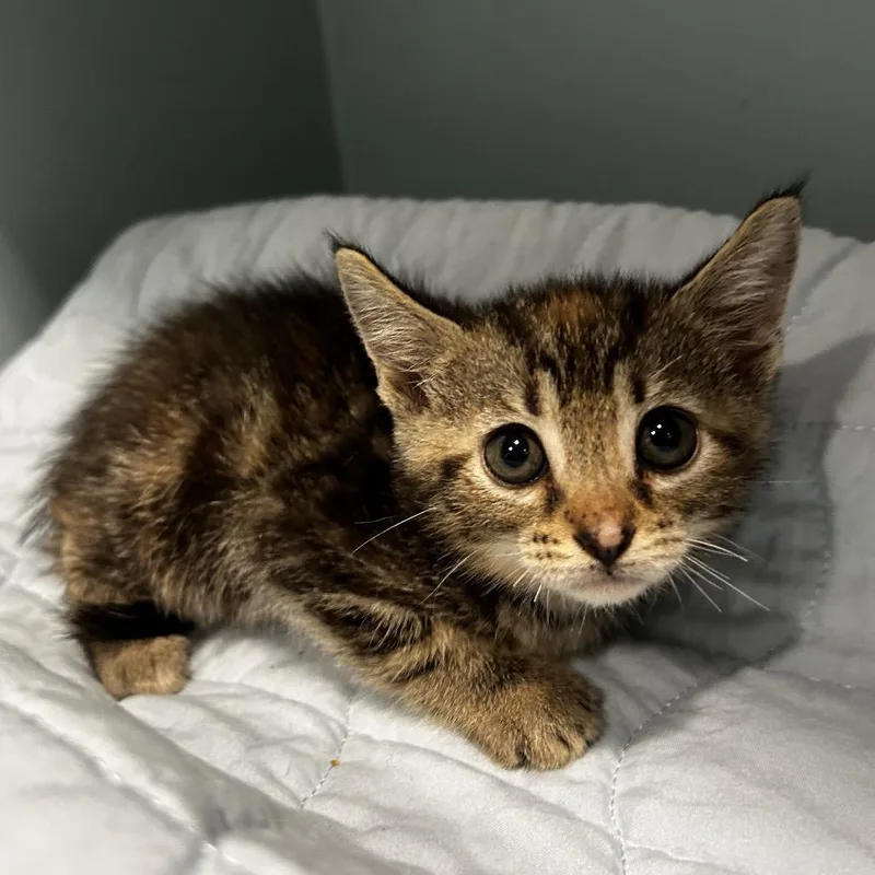 A baby small-sized female Torbie Domestic Short Hair cat named Penny Lenny for adoption in Chattanooga, TN