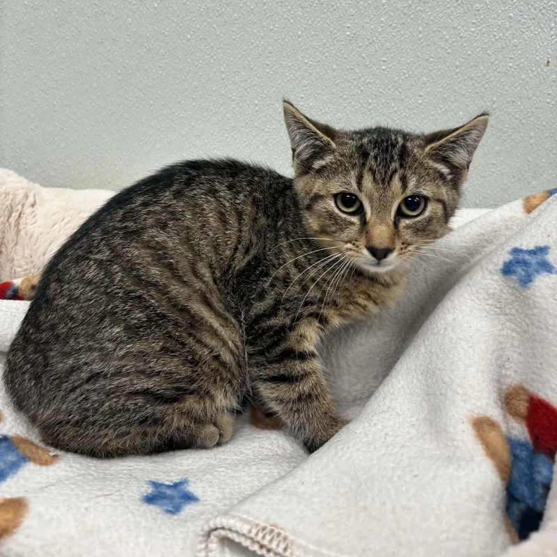 A baby medium-sized male Domestic Short Hair cat named Murray for adoption in Fall River, MA