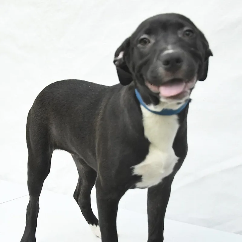 A baby medium-sized female Black Labrador Retriever dog named Whoopi for adoption in South Elgin, IL