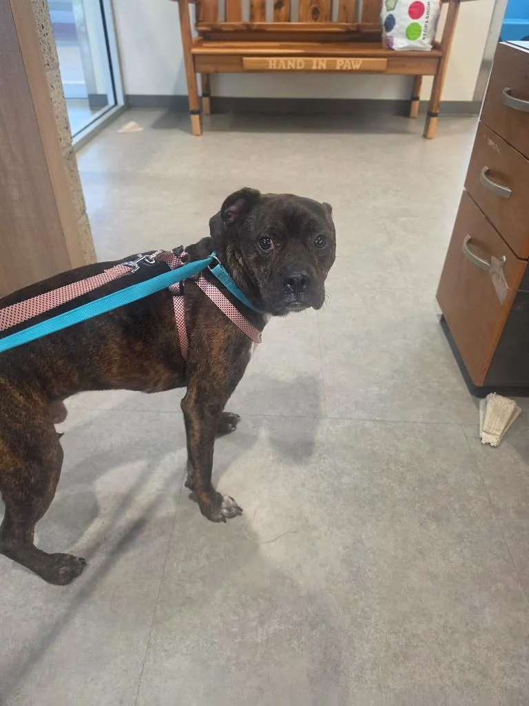 A young medium-sized male Mixed Breed dog named Levi for adoption in Bossier City, LA