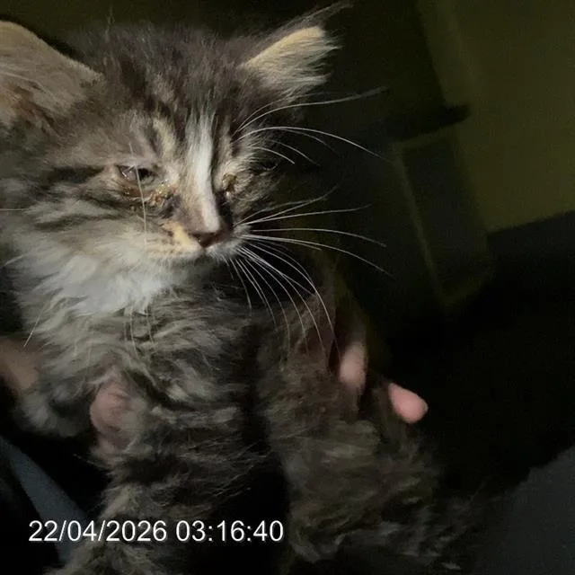 A baby small-sized male Domestic Long Hair cat named Willie for adoption in Indianapolis, IN