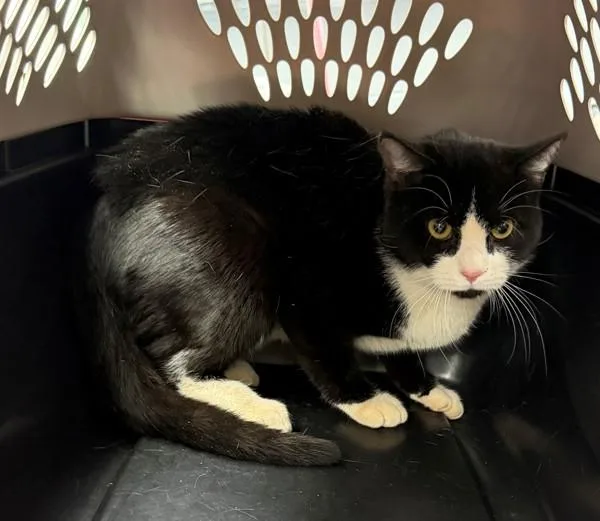 An adult medium-sized male Domestic Short Hair cat named Pen Reginald for adoption in Lawrenceville, GA