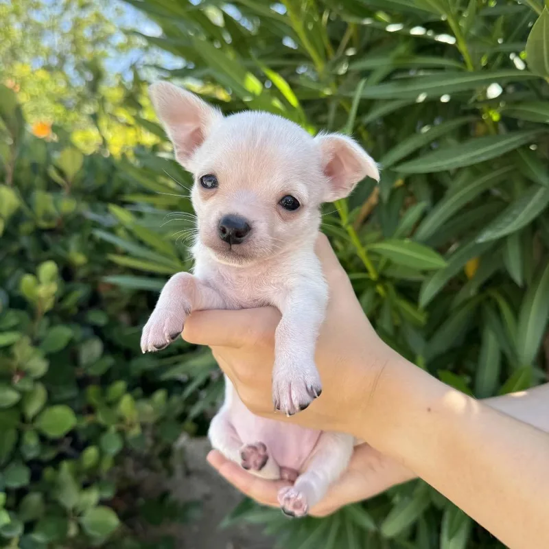 A baby small-sized female Terrier dog named Kyra for adoption in San Diego, CA