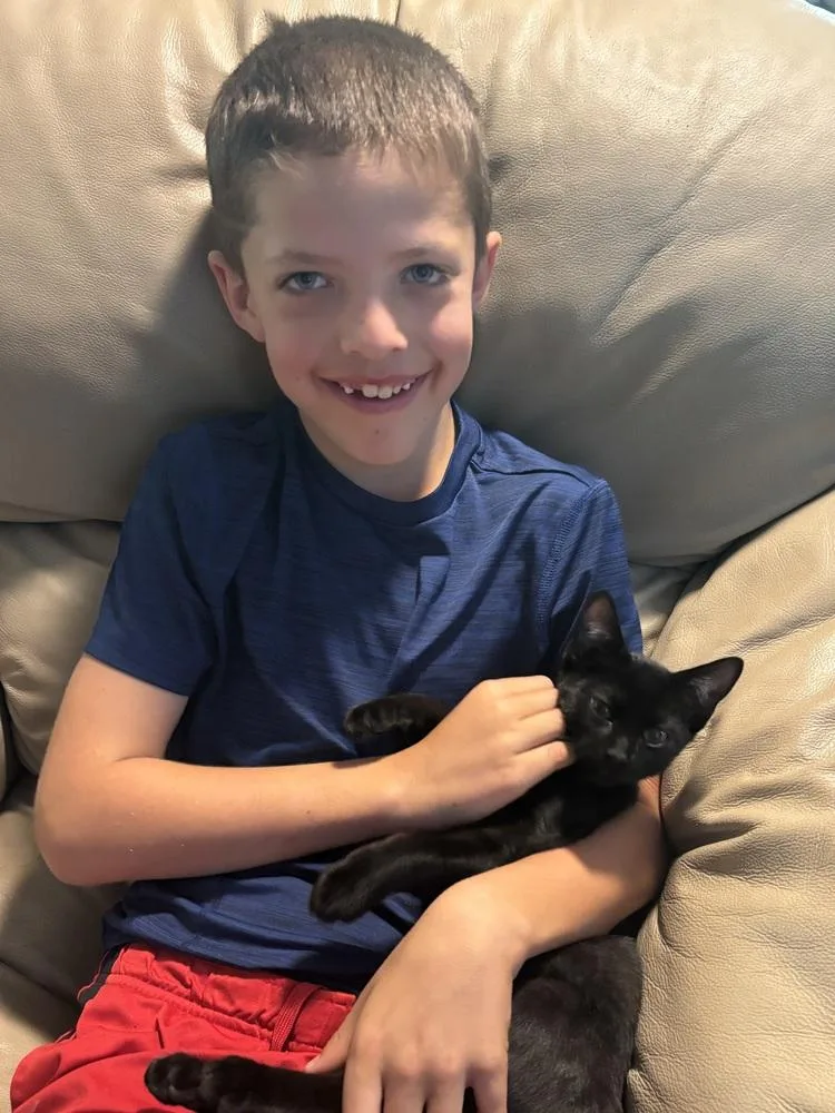 A baby small-sized male Black Domestic Short Hair cat named Iron Will for adoption in Warren, CT