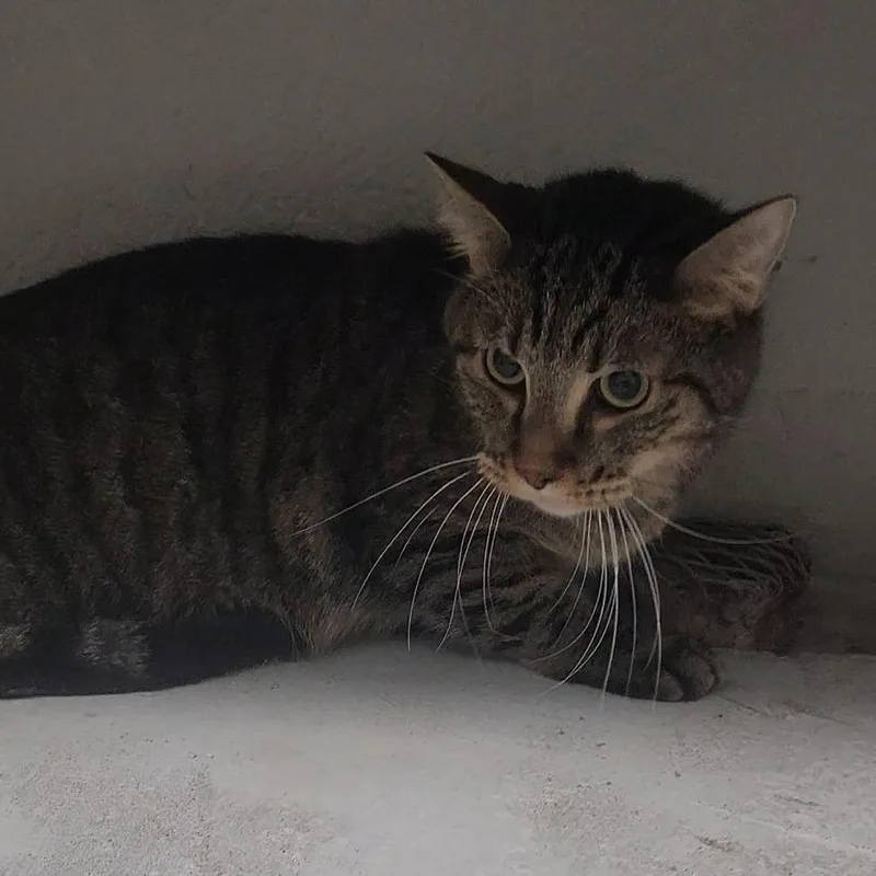 An adult medium-sized male Brown / Chocolate Domestic Short Hair cat named Tucker for adoption in Troy, IL