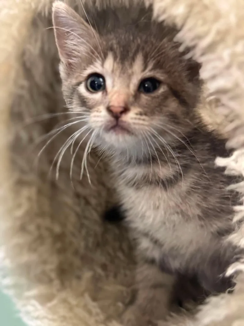 A baby medium-sized female Gray / Blue / Silver Domestic Short Hair cat named Ayu for adoption in Houston, TX