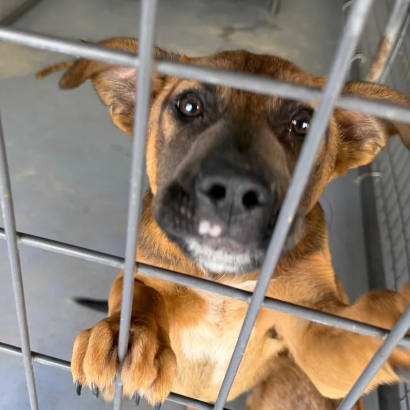 A baby small-sized female Brown / Chocolate Belgian Shepherd / Malinois dog named Moe for adoption in Blairsville, GA