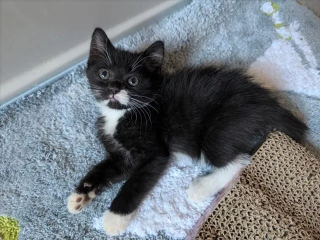 A baby small-sized female Domestic Medium Hair cat named Rhea for adoption in Woodland, CA