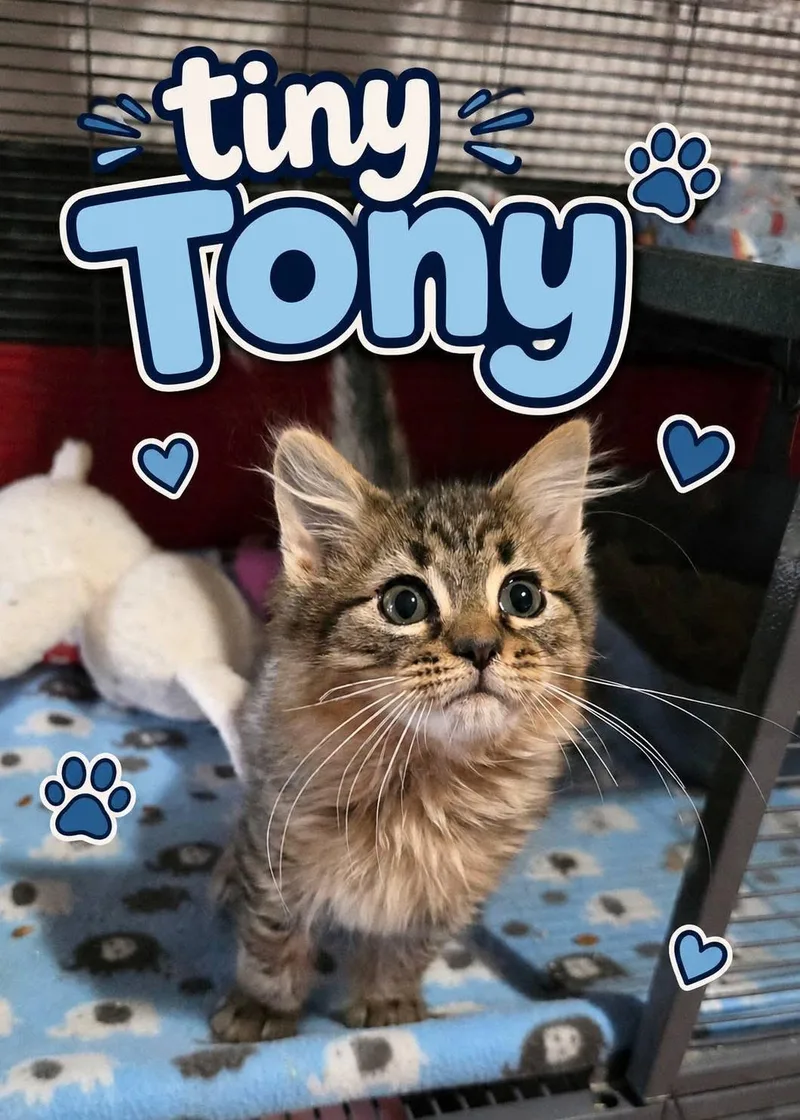 Tiny Tony