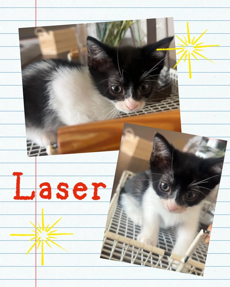 A baby medium-sized male Black & White / Tuxedo Domestic Short Hair cat named Laser for adoption in Pasco, WA