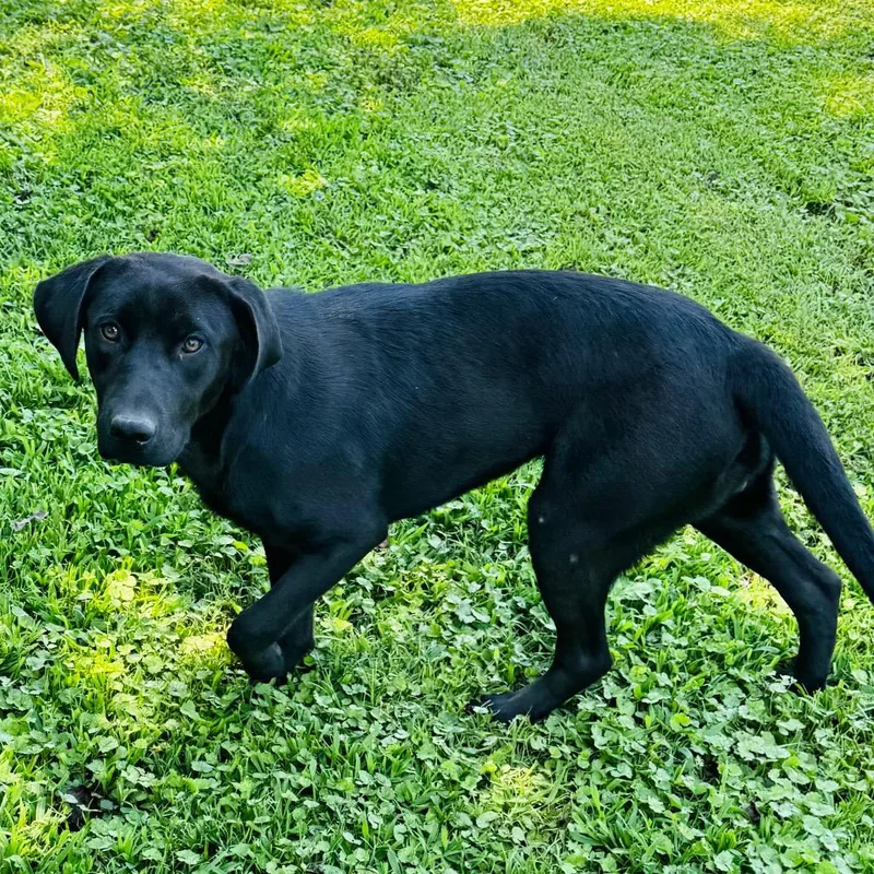 An adult medium-sized female Black Labrador Retriever dog named Jill for adoption in Brownsboro, AL
