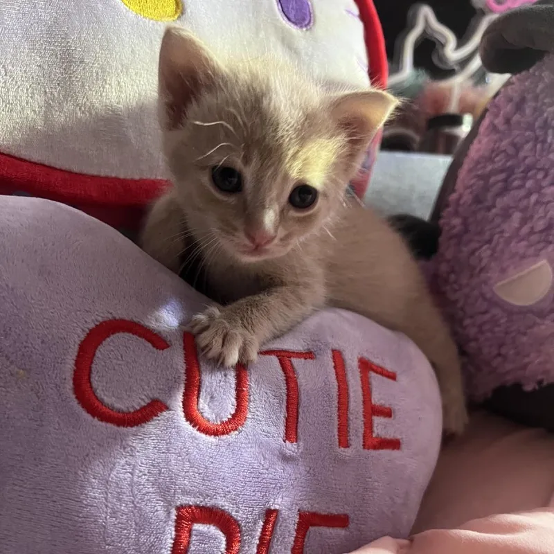 A baby small-sized male Orange / Red Domestic Short Hair cat named Scotch for adoption in Branson, MO