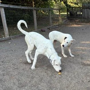 A young large-sized male Dalmatian dog named Max for adoption in Rochester, MN