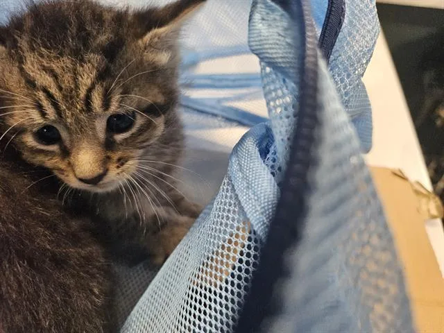 A baby small-sized male Domestic Short Hair cat named Lenny for adoption in Palmetto, FL