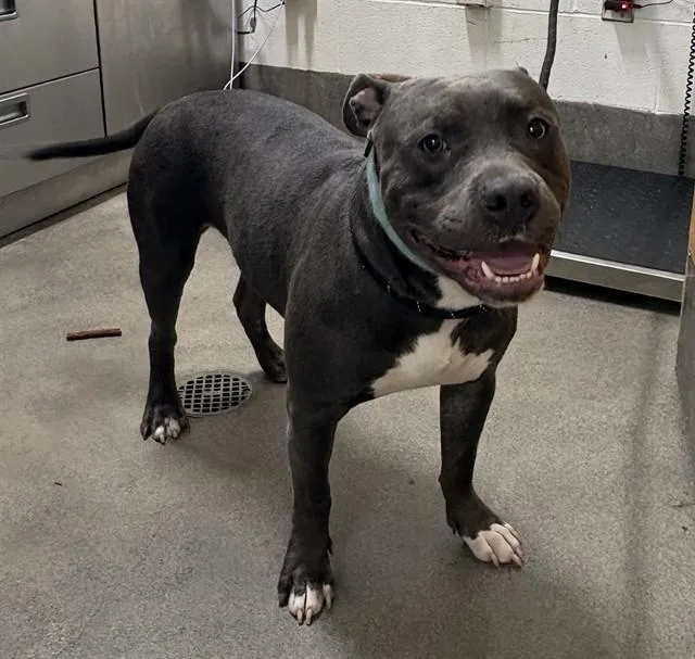 A young medium-sized male Pit Bull Terrier dog named Batman for adoption in Upper Marlboro, MD