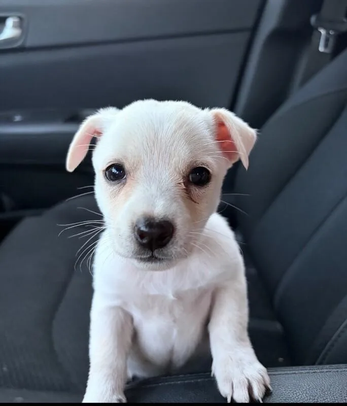 A baby small-sized female White / Cream Terrier dog named Peach Desert Litter for adoption in Anthem, AZ