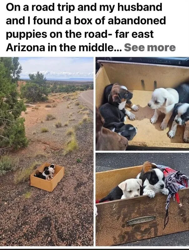Peach Desert Litter thumbnail 2