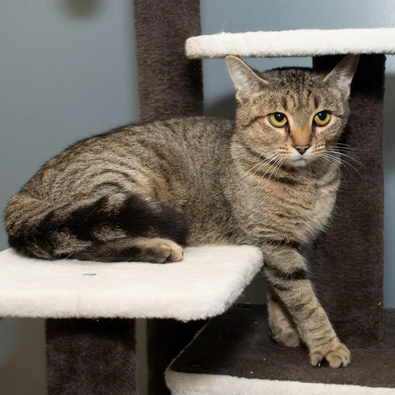 A young medium-sized female Domestic Short Hair cat named Arabelle for adoption in Troy, OH
