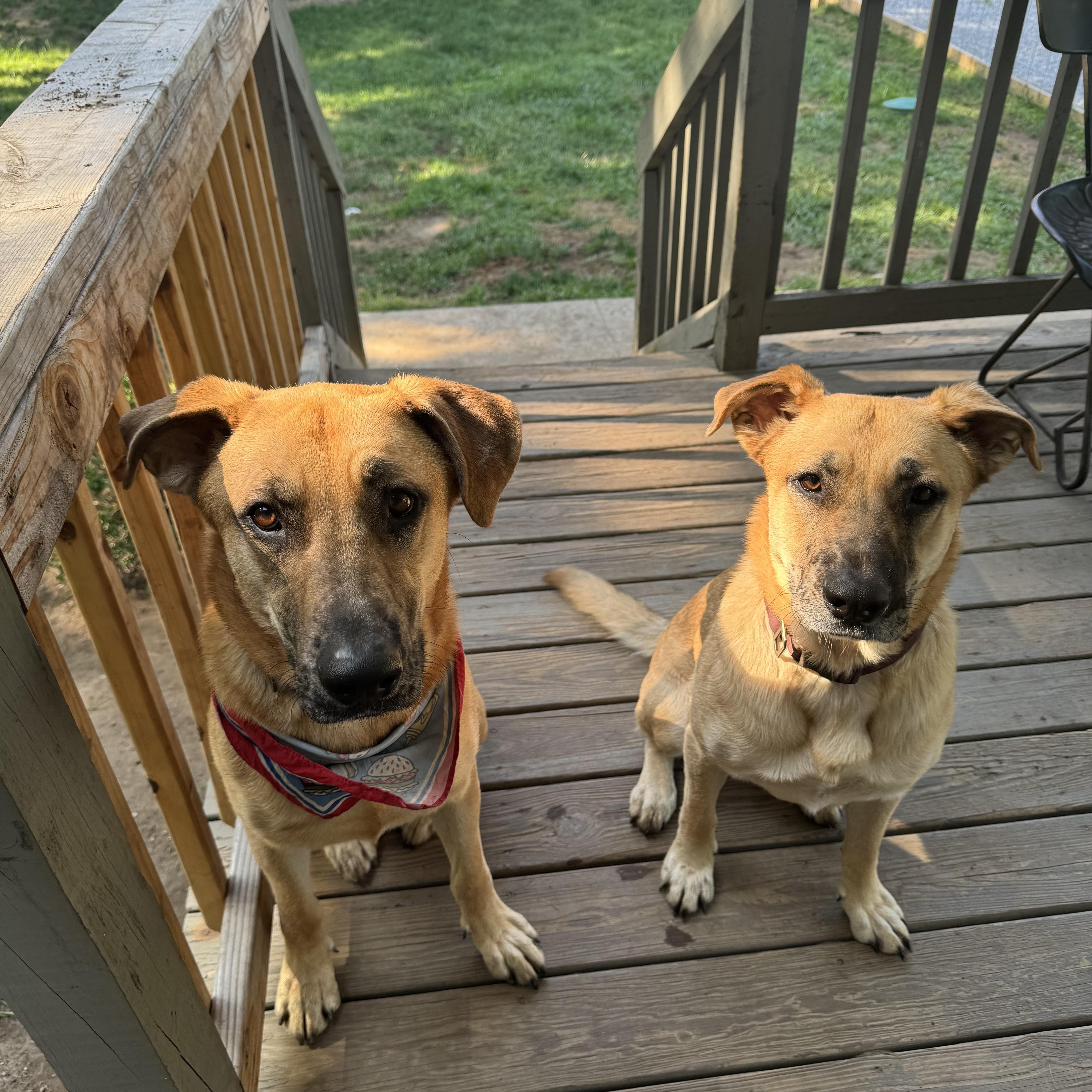 Maverick thumbnail 3