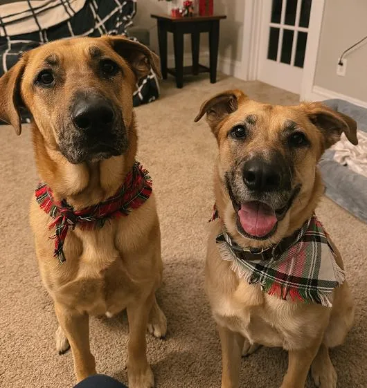 Maverick thumbnail 4