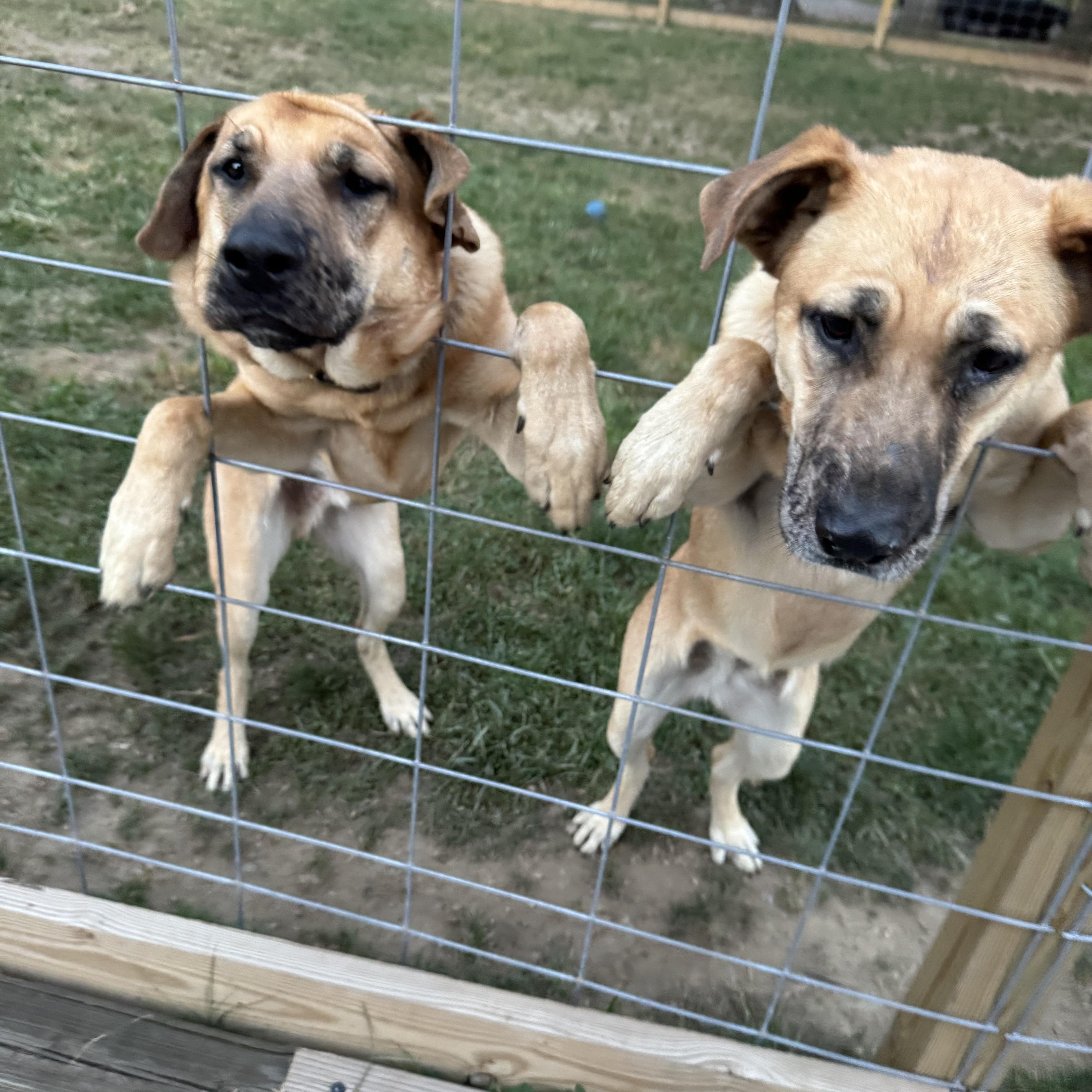 Maverick thumbnail 5