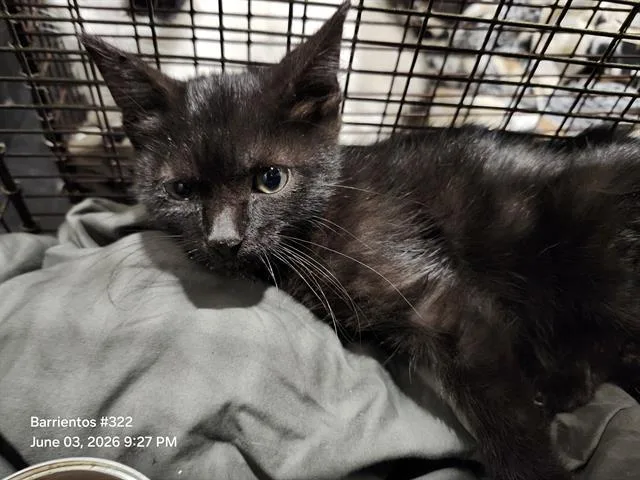 A baby small-sized female Domestic Short Hair cat named Maddie for adoption in San Antonio, TX