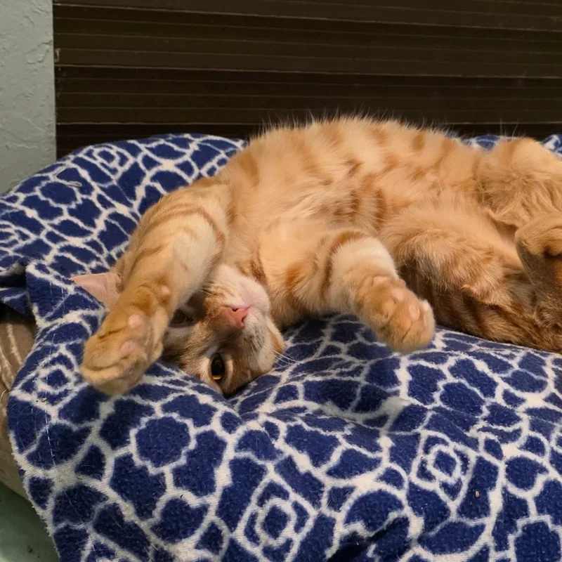 An adult medium-sized male Domestic Short Hair cat named Mandarin for adoption in Smithtown, NY