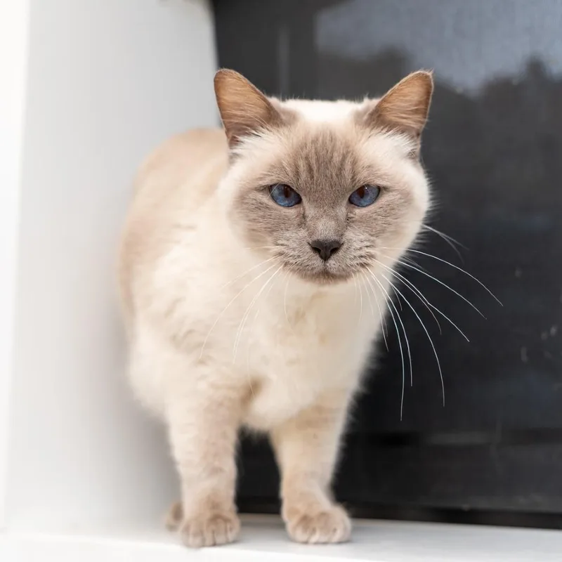 A senior medium-sized female Lilac Point Siamese cat named Lina for adoption in New York, NY
