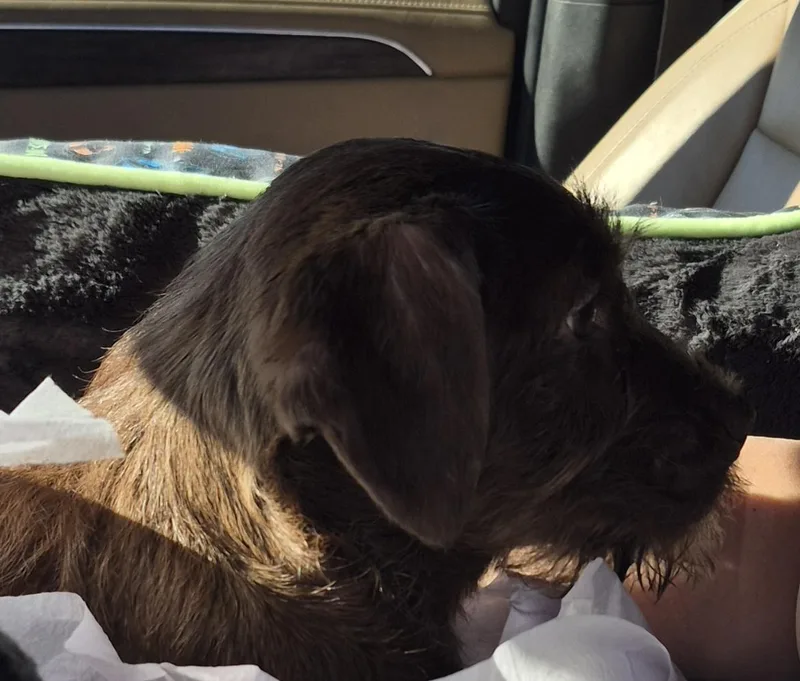 Princess Buttercup thumbnail 3