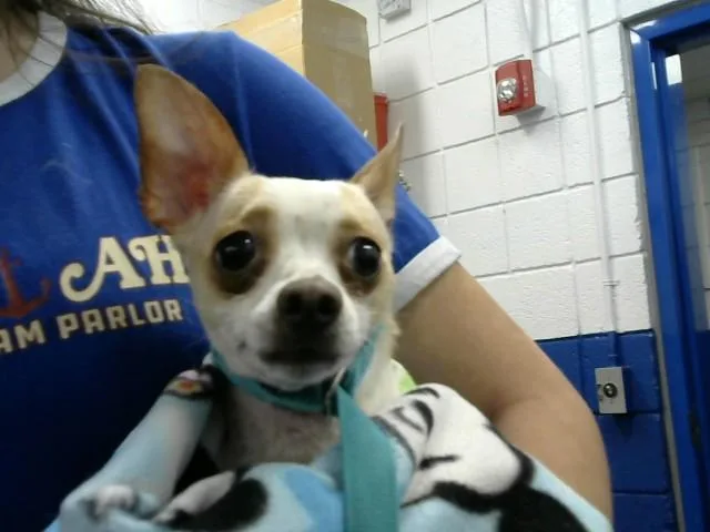 A young medium-sized female Chihuahua dog named Snow for adoption in Albuquerque, NM