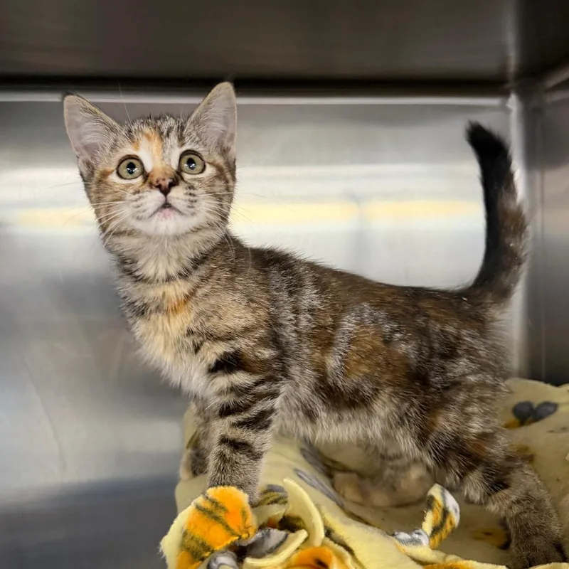 A baby small-sized female Brown / Chocolate Domestic Short Hair cat named Delta Dawn for adoption in Spanish Fork, UT