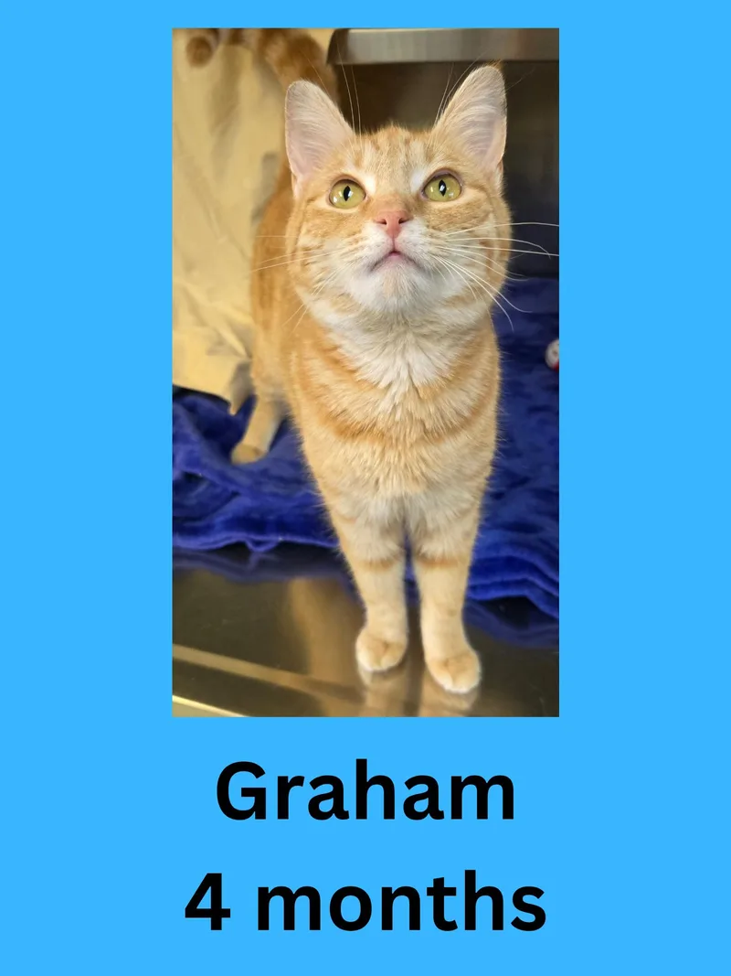 Graham